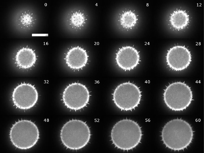花粉粒（直徑 100μm）的 Z 疊圖，范圍為 60μm