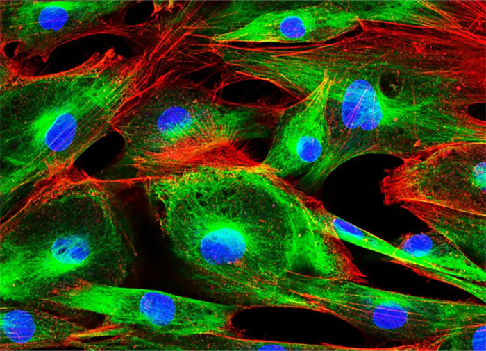 AOTF 的多功能性使活細胞能夠被分析